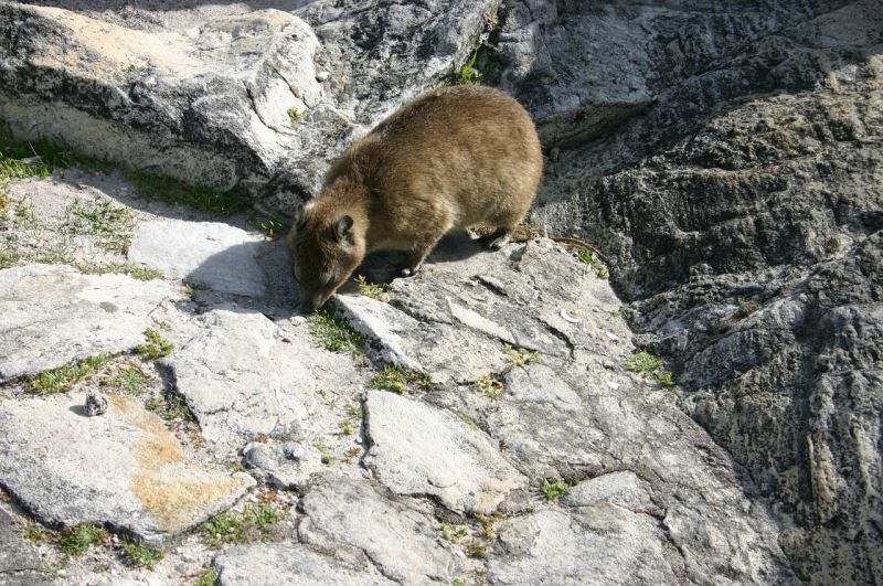 Ein Klippschleifer in einer Hügelregion am Toten Meer